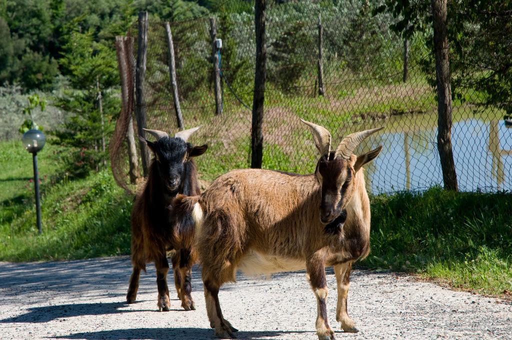 Agriturismo De Santis Castiglioncello Buitenkant foto
